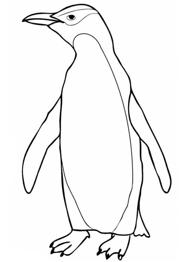 Coloring pages free printable penguine coloring sheet