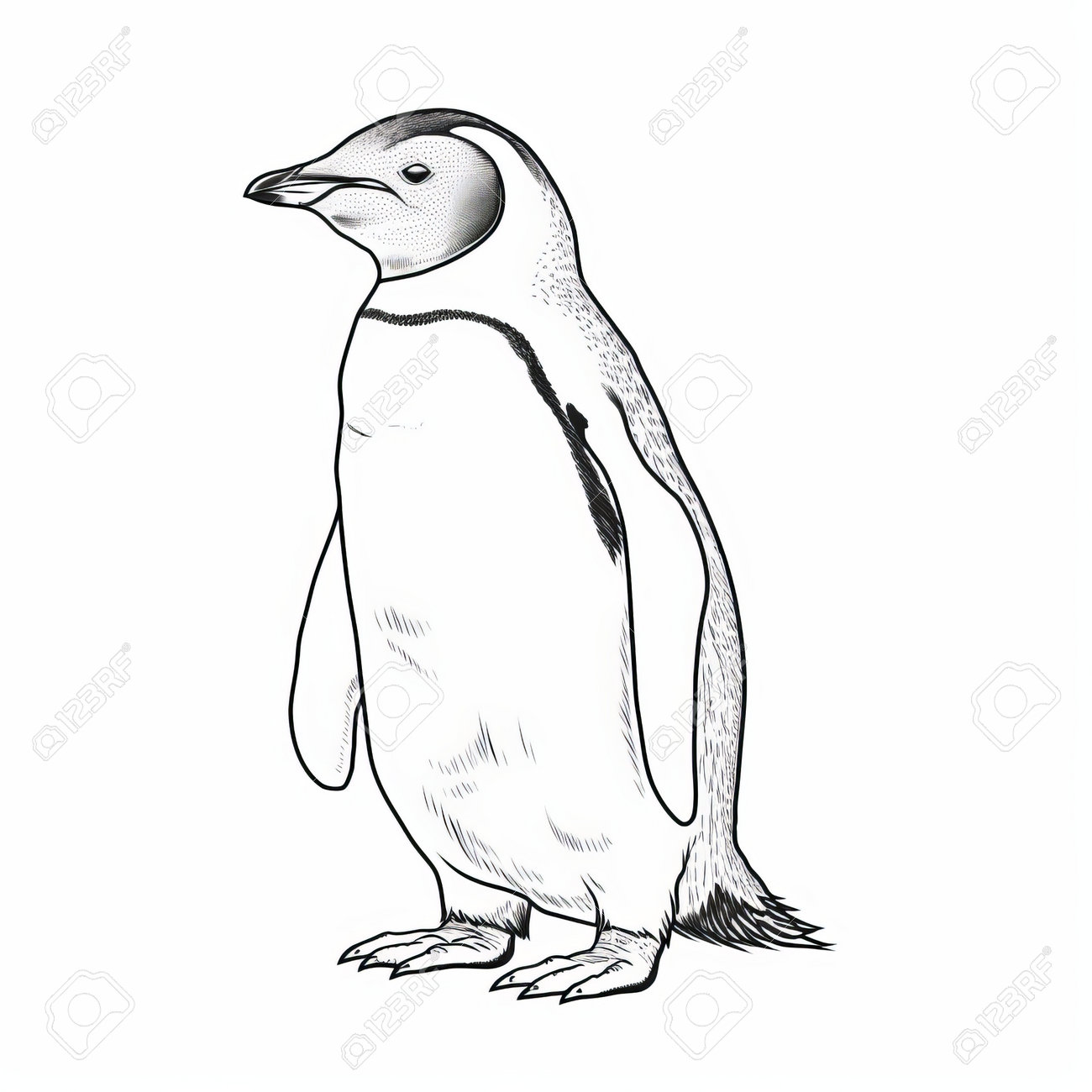 A penguin coloring page featuring a black and white picture in a realistic and detailed rendering style the image showcases light yellow and light indigo shades with a grainy texture the low