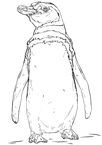 Humboldt penguin coloring page free printable coloring pages