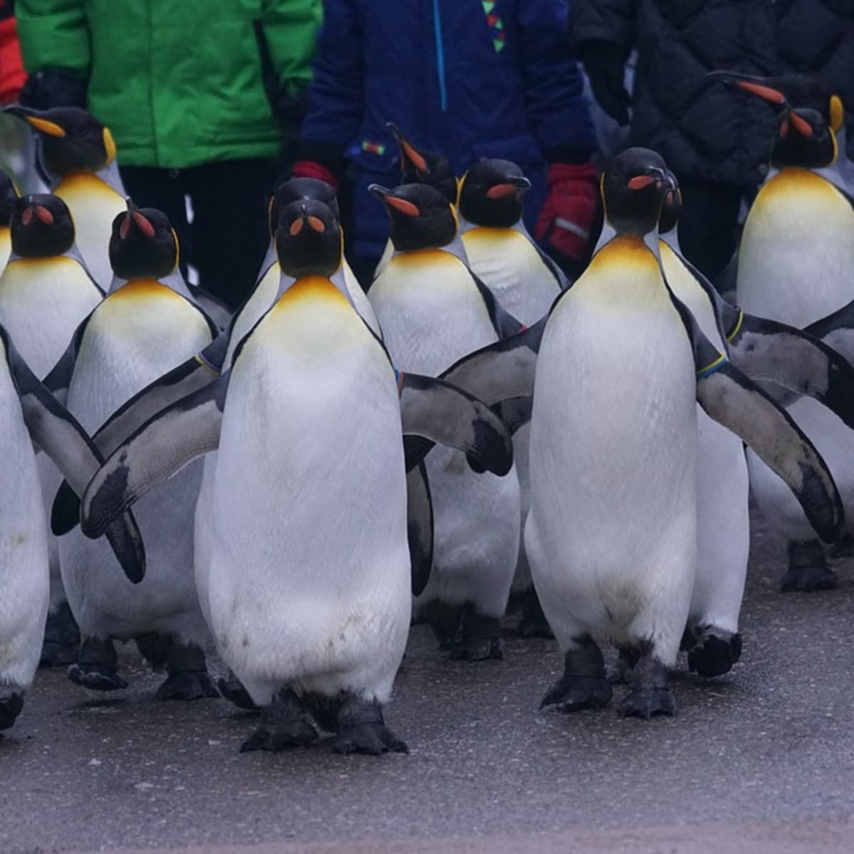 Fun penguin day activities for kids