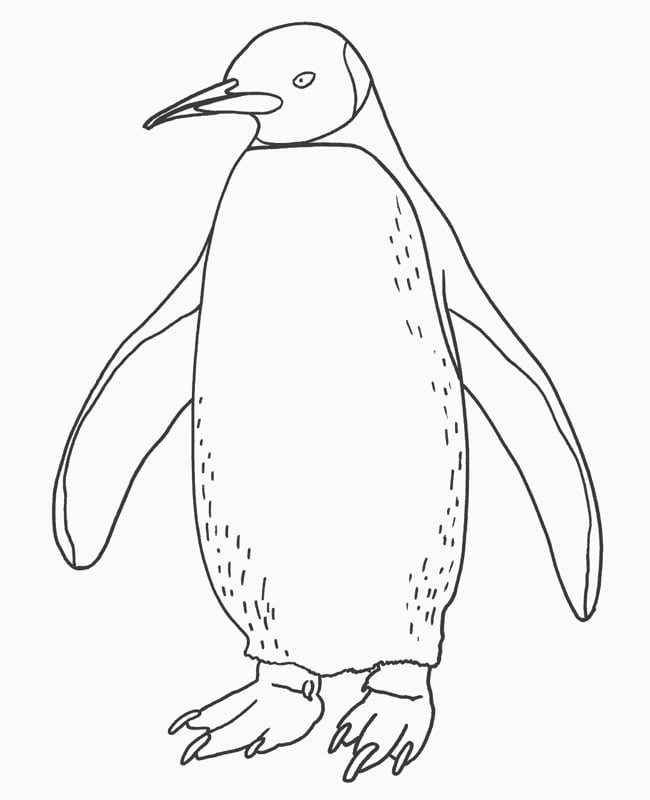 Penguin