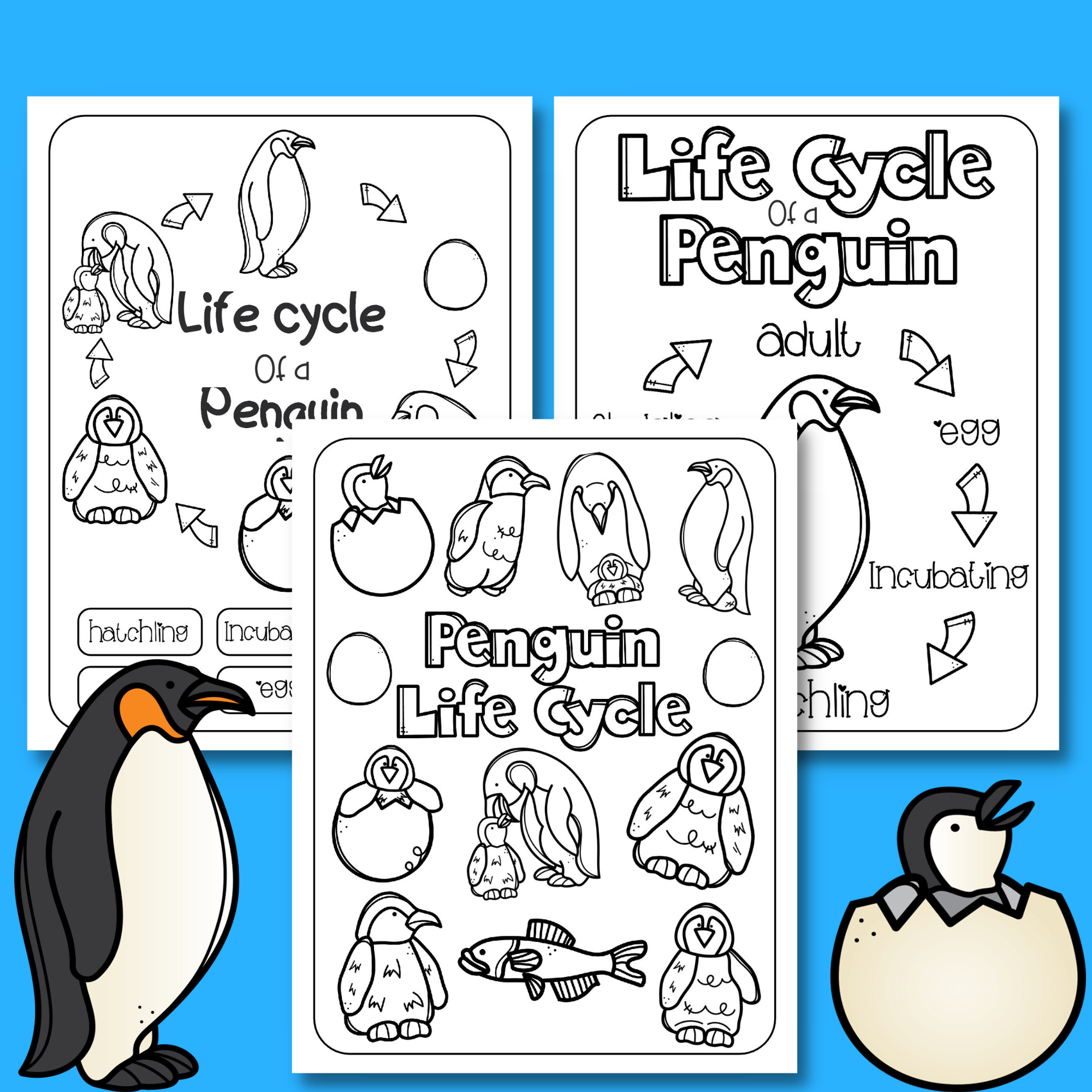 Life cycle of a penguin worksheets world penguin day made by teachers