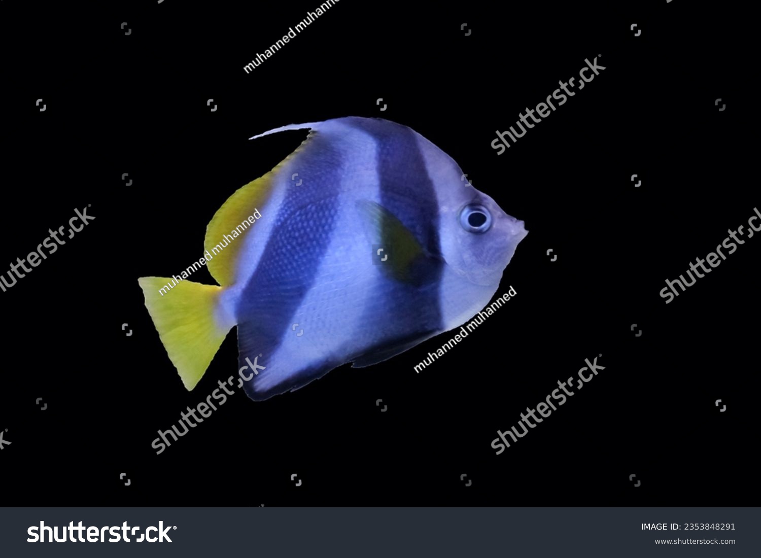 Pennant coral fish images stock photos d objects vectors