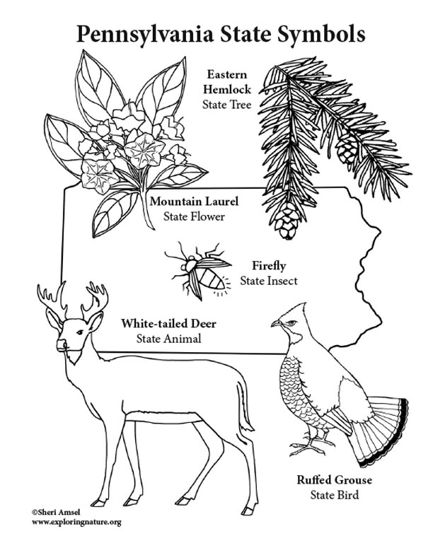 Pennsylvania state symbols coloring page