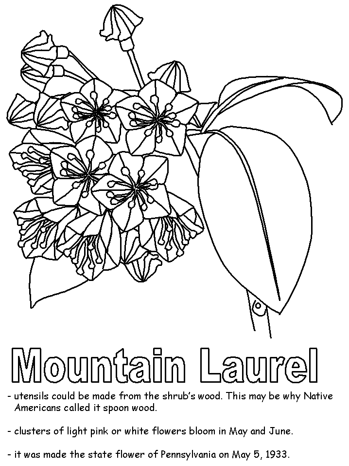 Mountain laurel coloring page