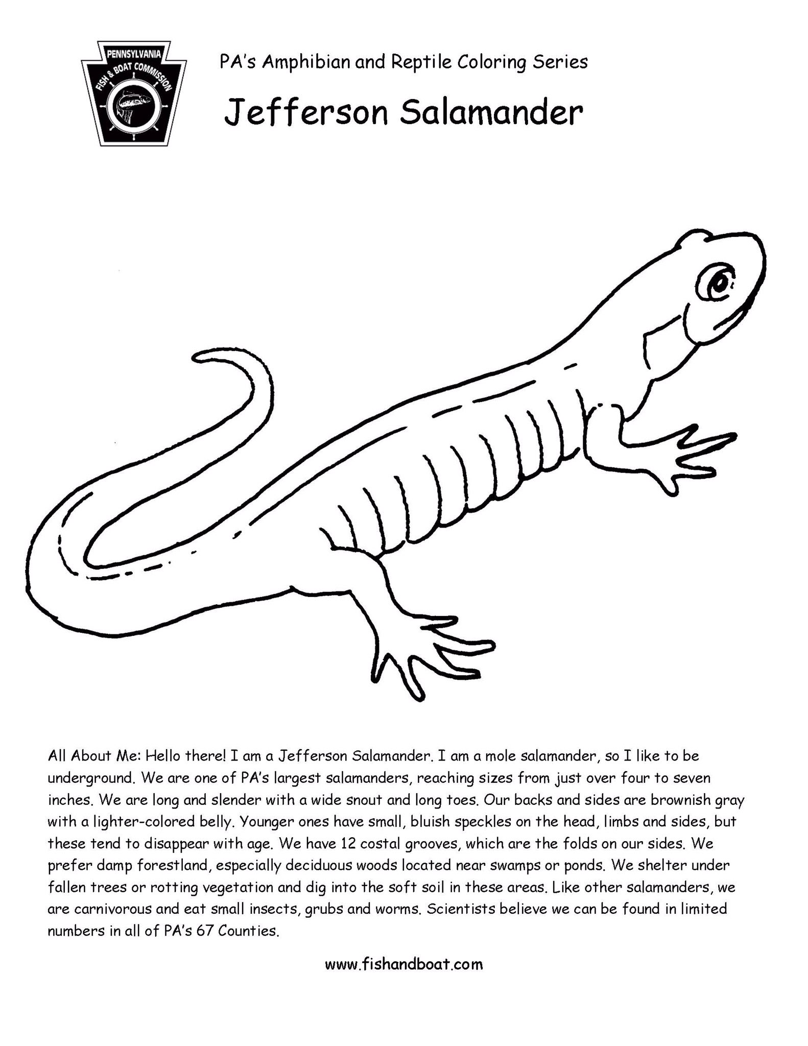 Pennsylvania fish and boat mission on x pdf link to download the new amphibian coloring pages are here httpstcocfcyaorne httpstcokkaqaoas x