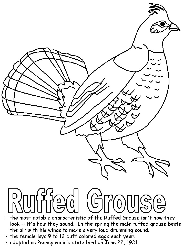 Ruffed grouse coloring page