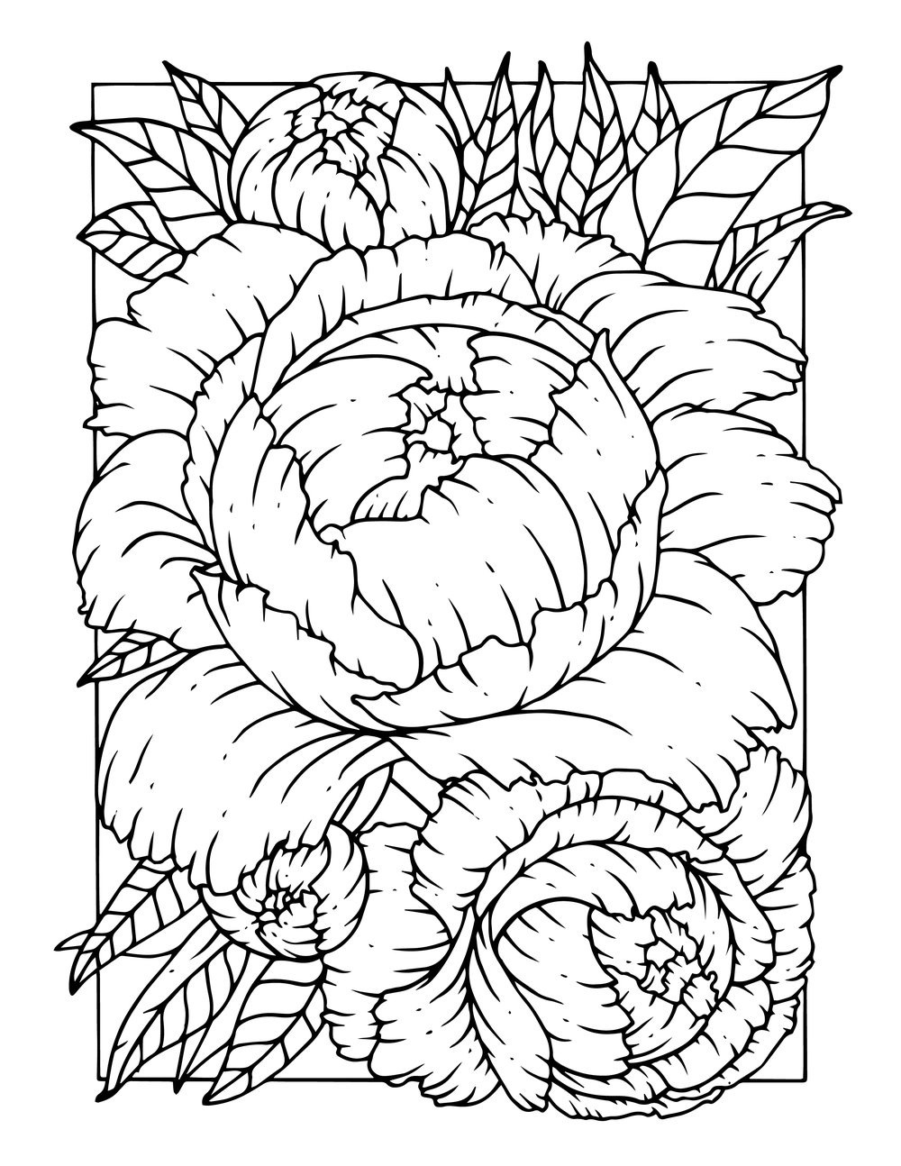 Free coloring page of peonies boelter design co