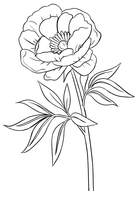 Coloring pages peony flower coloring pages