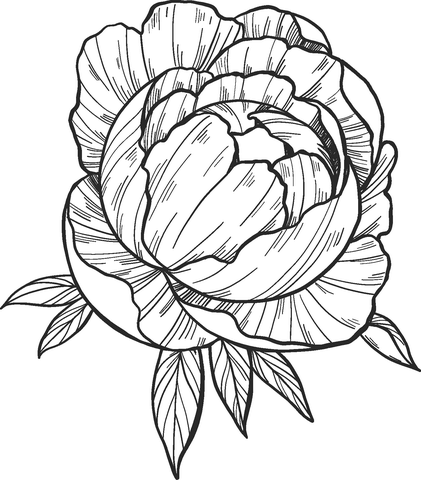 Peony coloring page free printable coloring pages