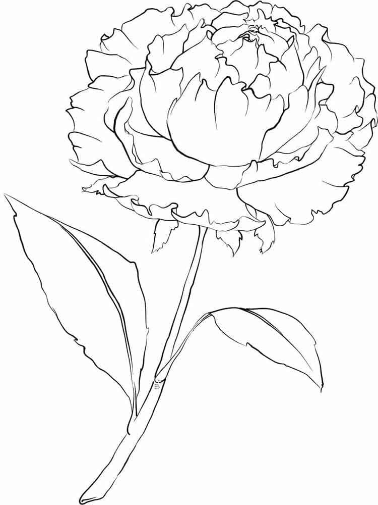 Peony image coloring page