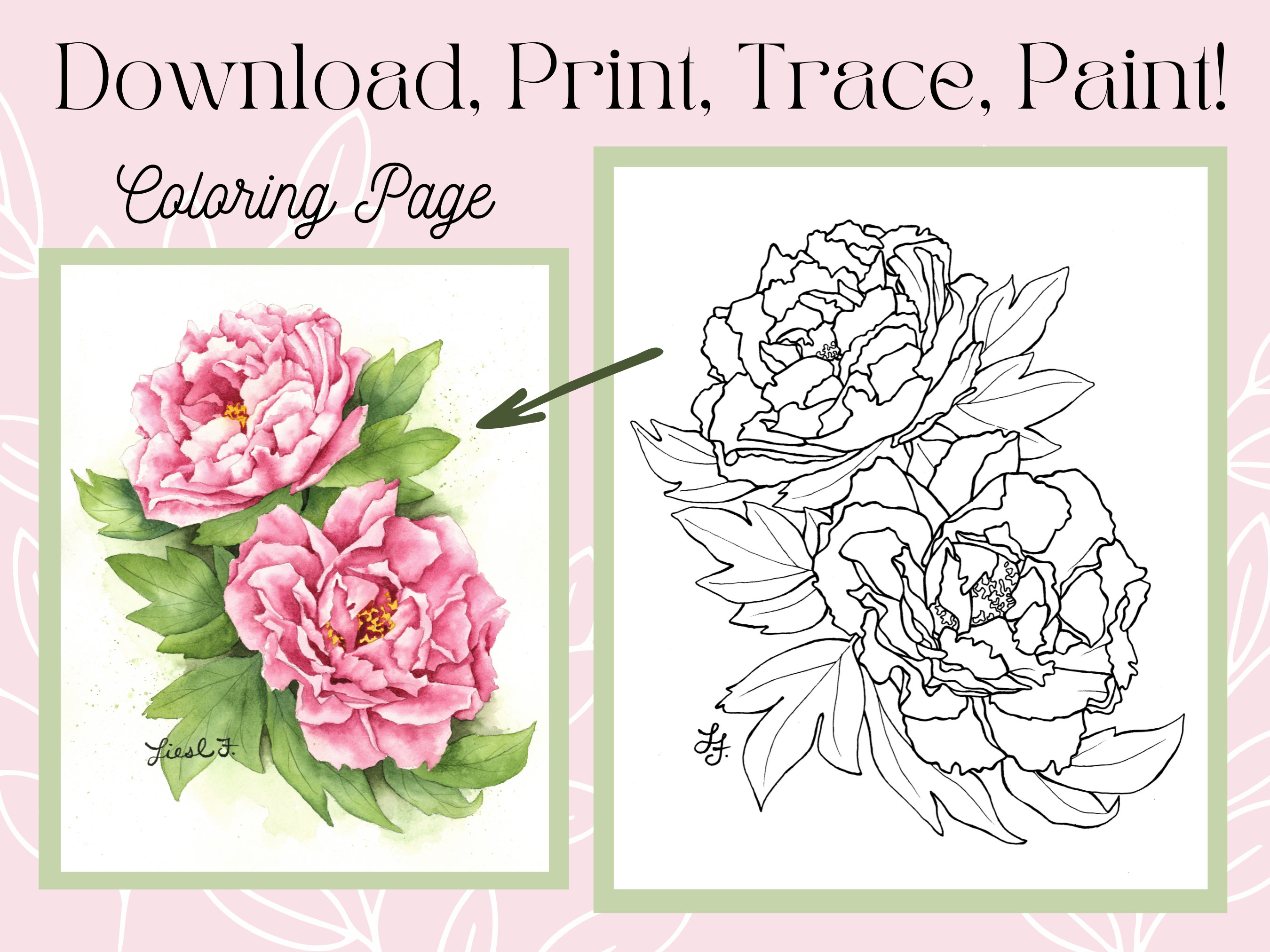 Peony flower outline drawing digital printable download coloring page instant download