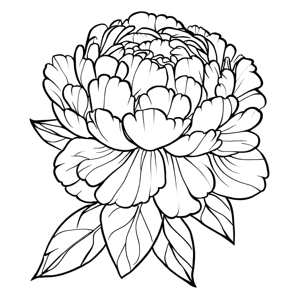 Peony flower image coloring page