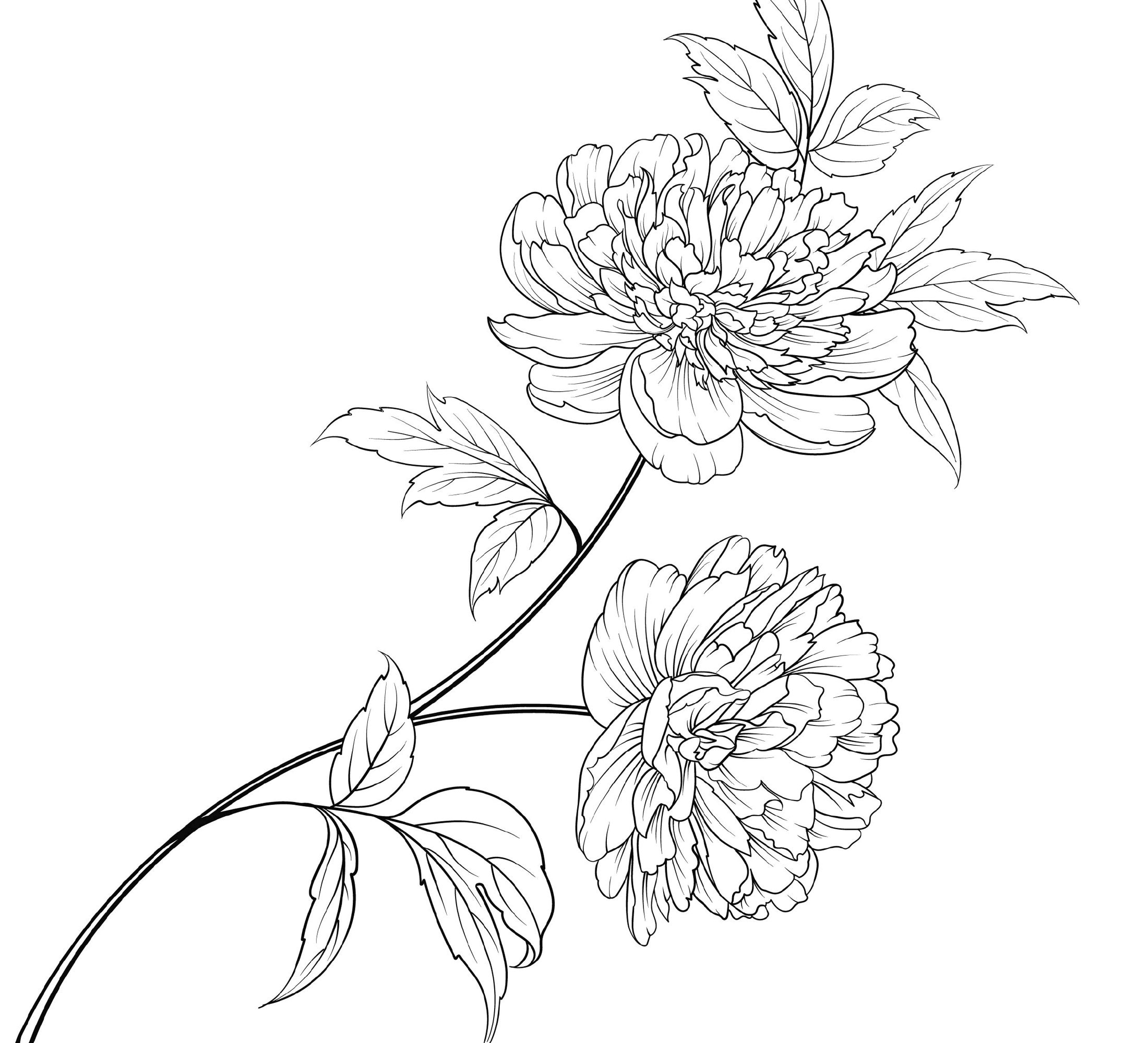 Peony flower coloring page peony flower coloring page for adults download now