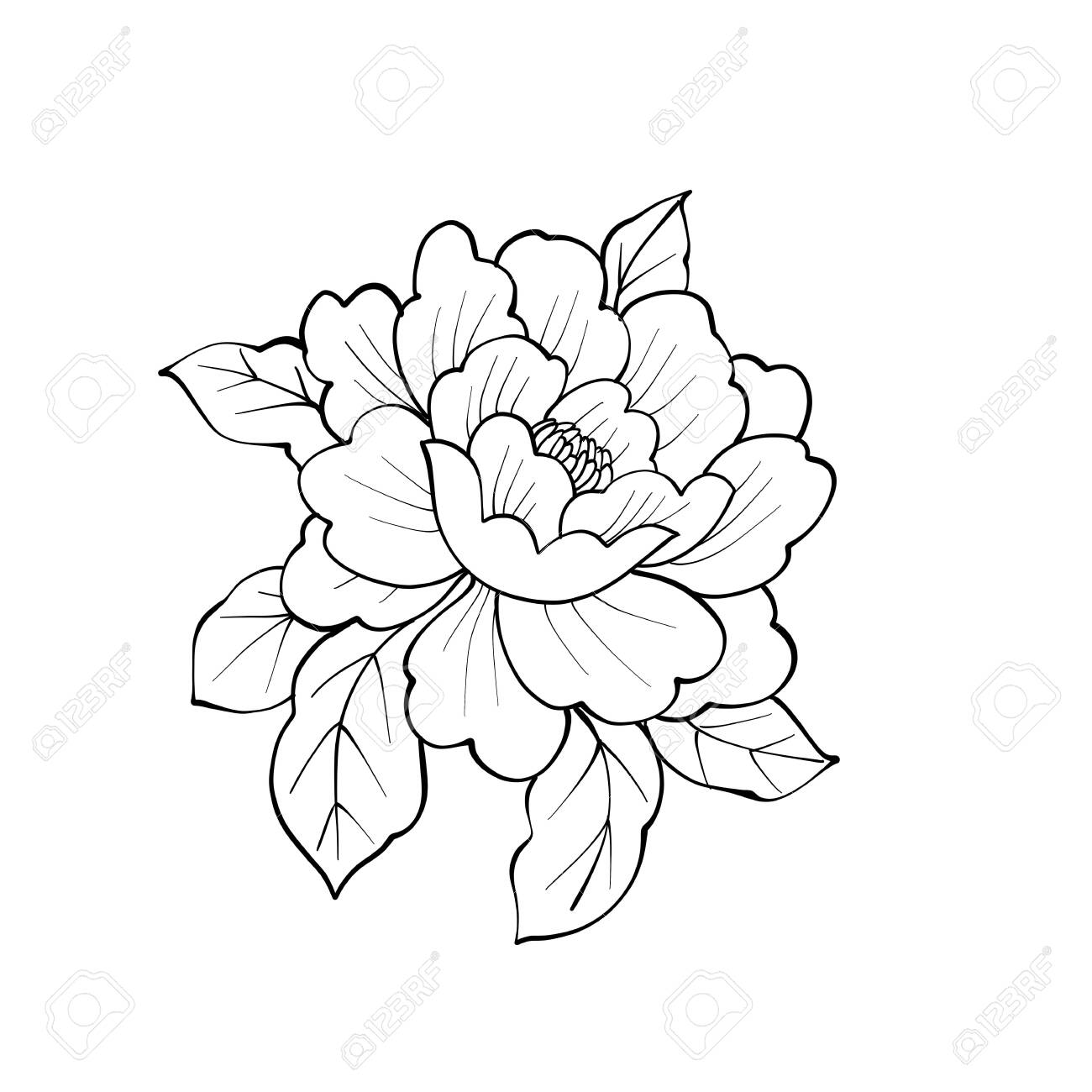 Peony flower with leafs coloring book page stock photo picture and royalty free image image