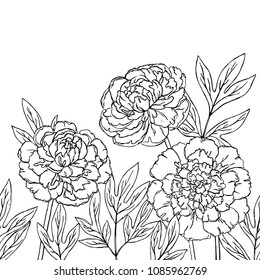 Peonies coloring page images stock photos d objects vectors