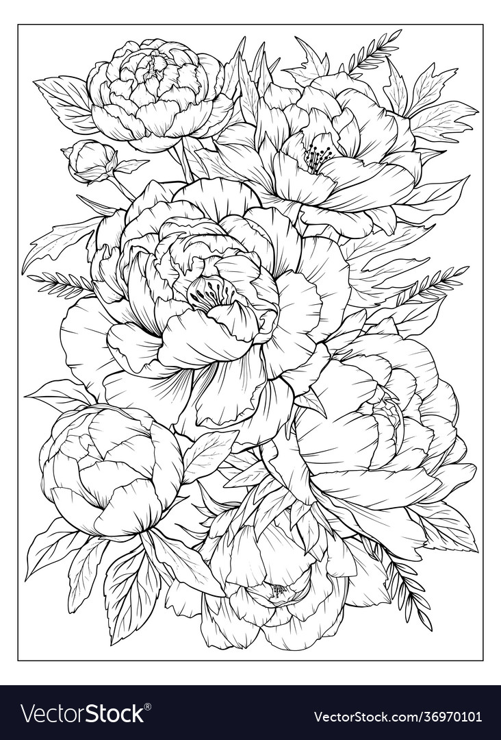 Peonies coloring page for adult flowers royalty free vector