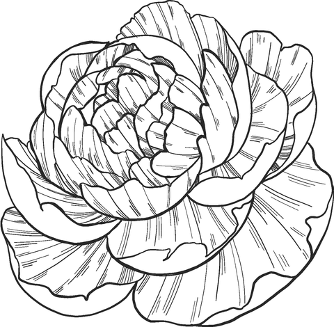 Peony coloring page free printable coloring pages