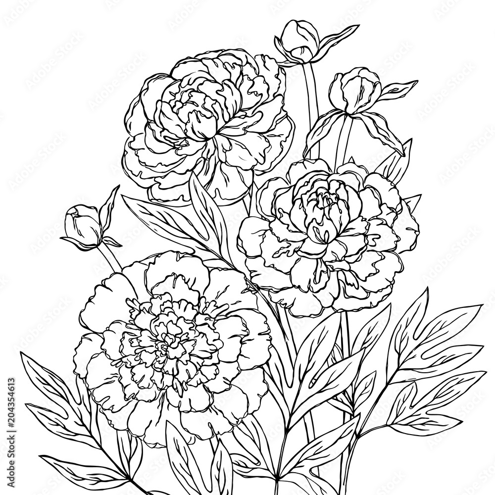 Vector contour peony rose flowers coloring book hand drawn pattern vector