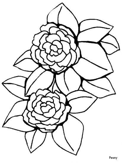 Peony coloring