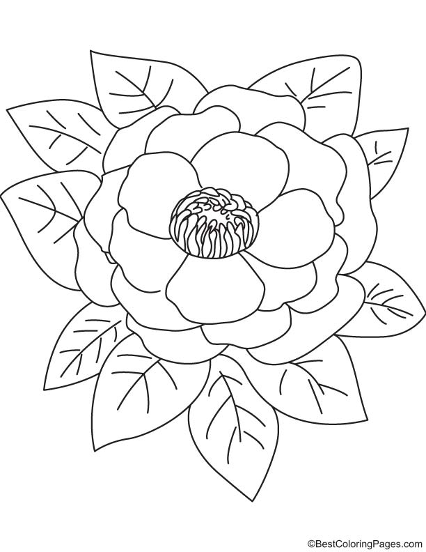 Pink peony coloring page download free pink peony coloring page for kids best coloring pages