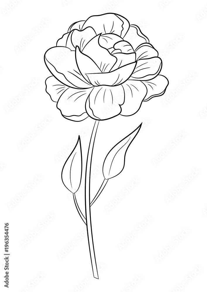 Hand drawn flower peony coloring page for children and adults vector illustration vector