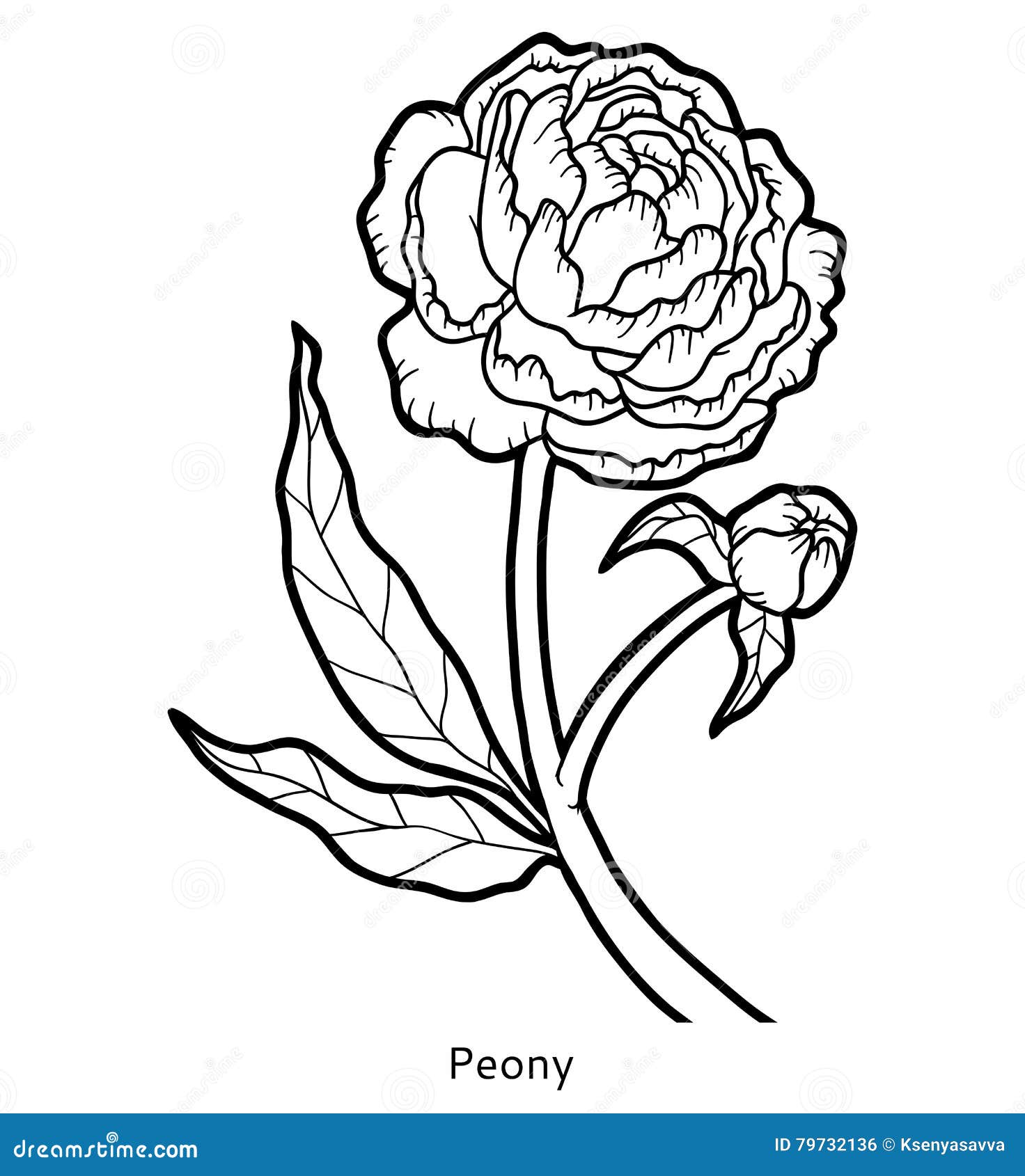 Coloring book flower peony stock vector