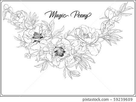 White peony coloring page for the adult