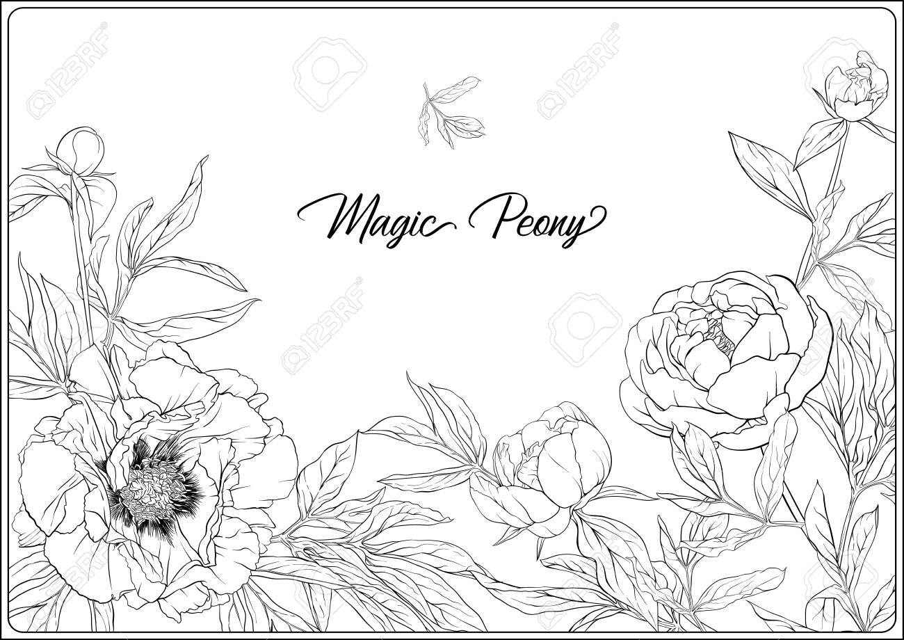 White peony coloring page for the adult coloring book outline hand drawing vector illustration isolated on white background royalty free svg cliparts vectors and stock illustration image