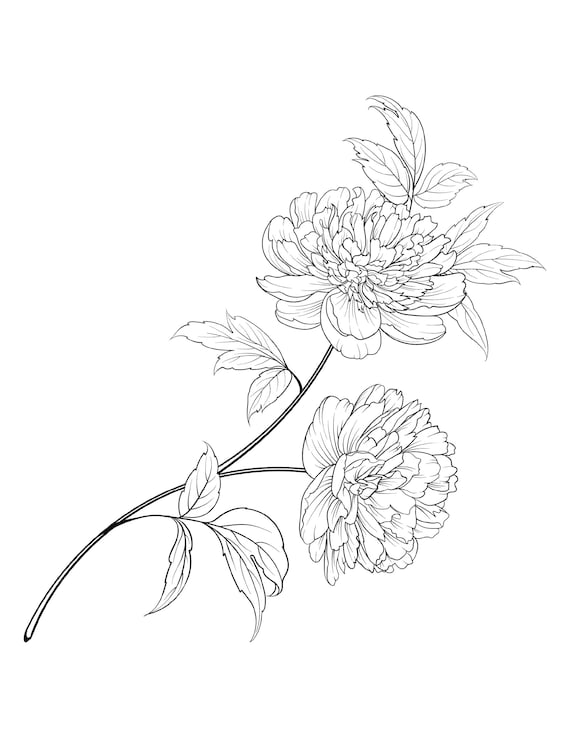 Peony flower coloring page peony flower coloring page for adults download now