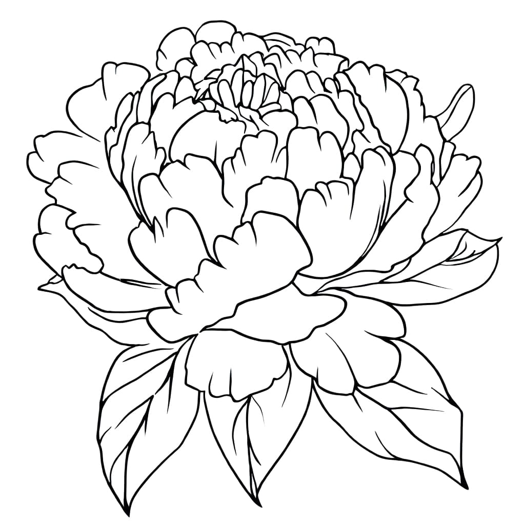 Peony flower to print coloring page