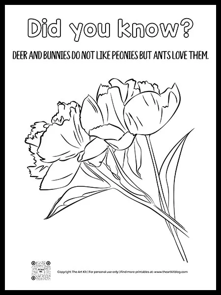 Free printable peony flower coloring page with fun fact â the art kit