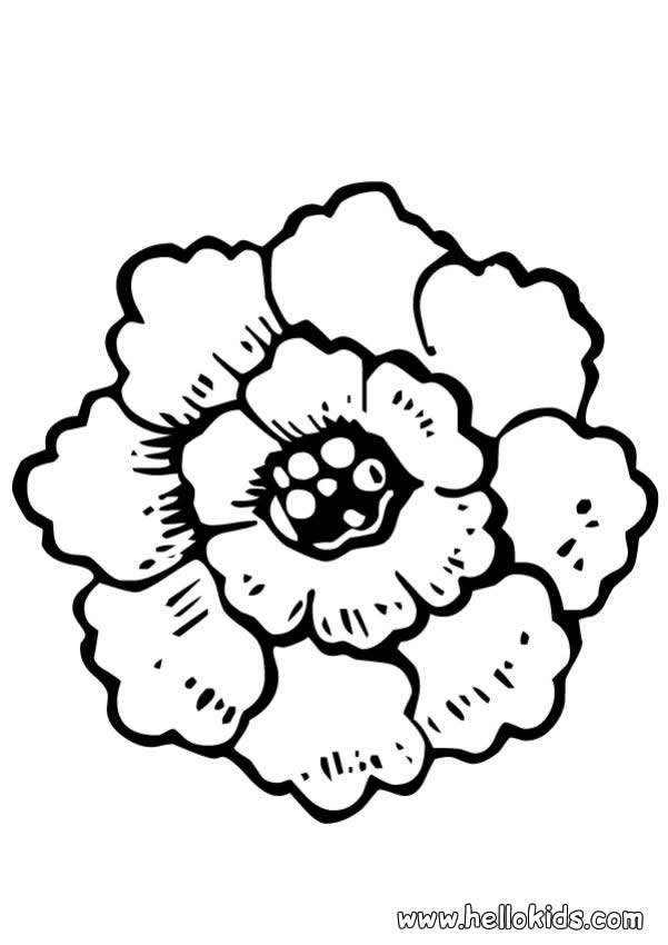 Peony coloring pages