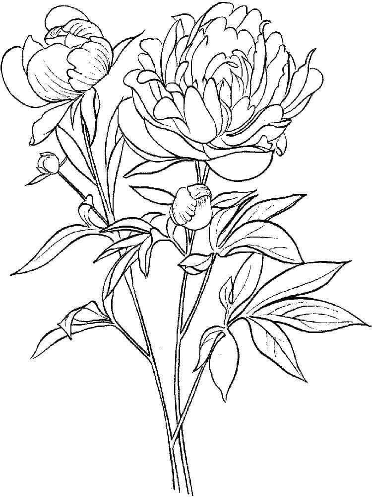 Mon peony coloring page