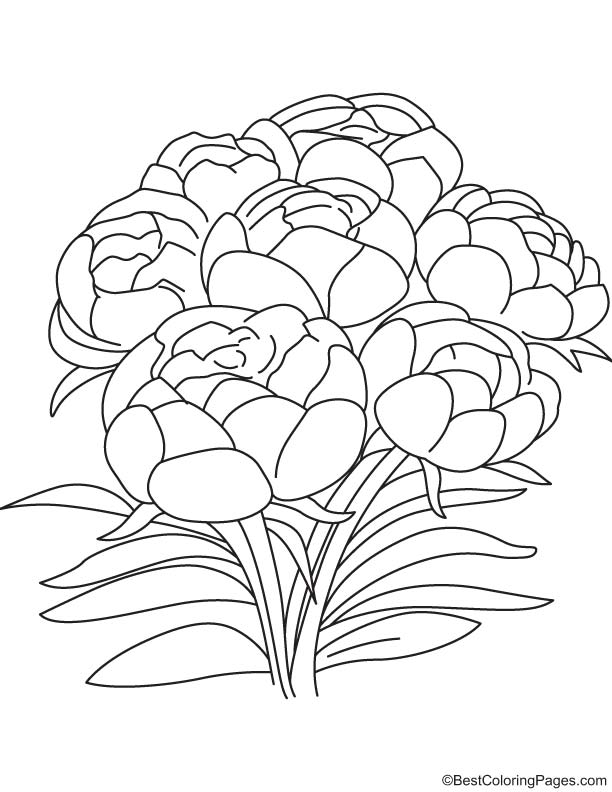 Peony flowers coloring page download free peony flowers coloring page for kids best coloring pages