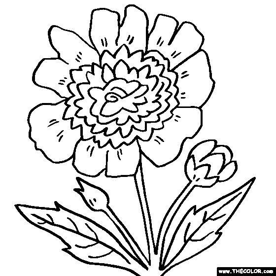 Peony flower online coloring page paeony coloring