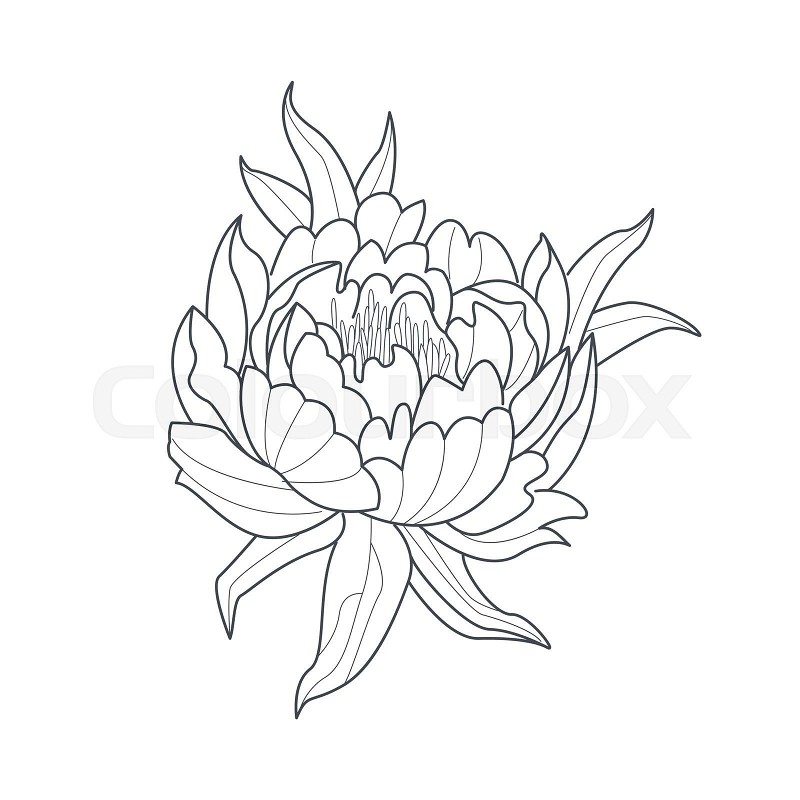 Peony flower monochrome drawing for coloring book stock vector