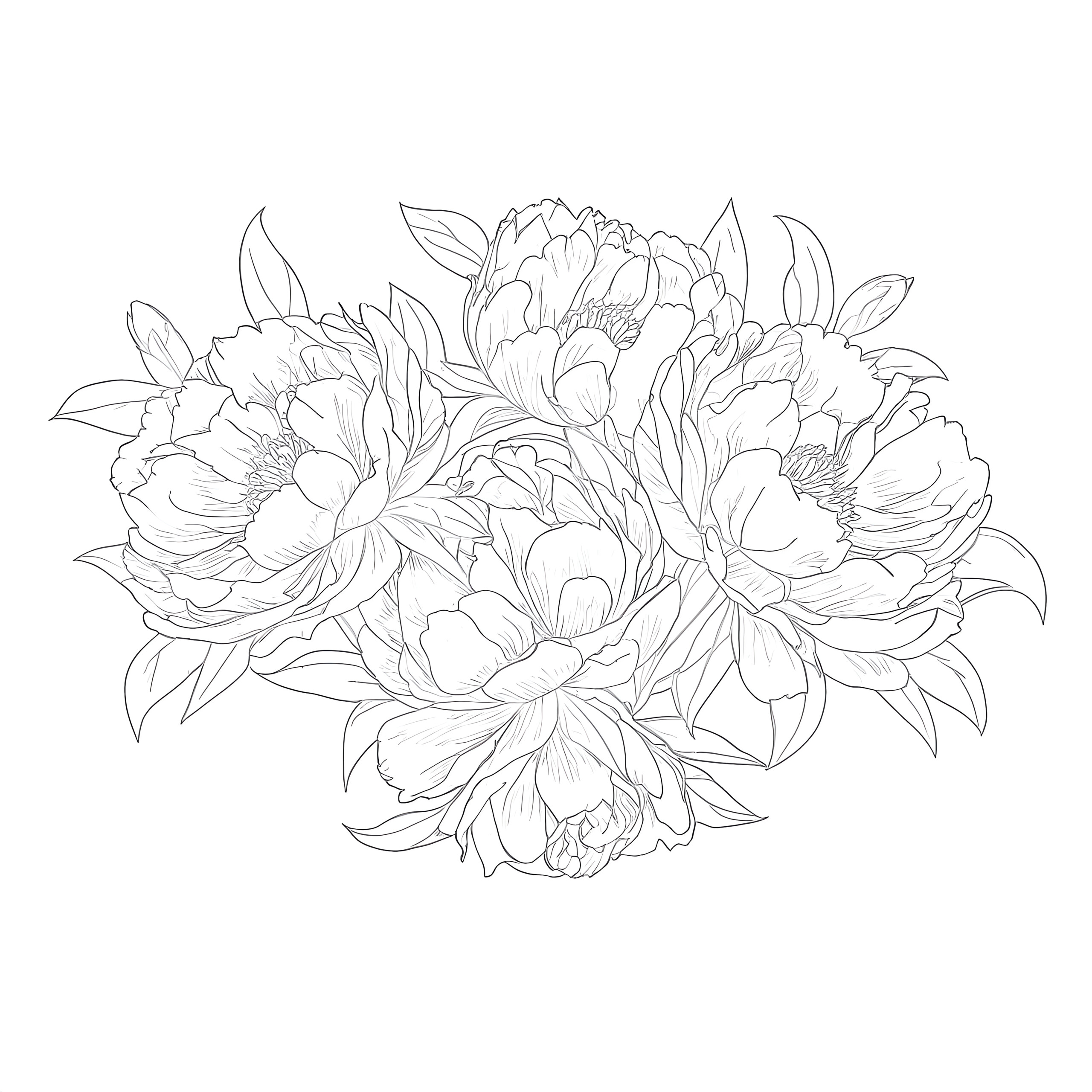 Peony flowers coloring page