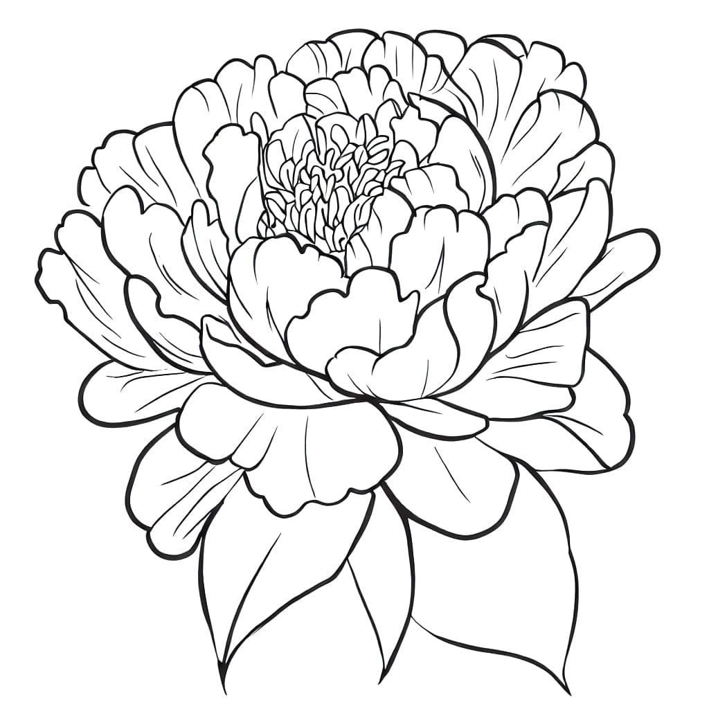 Peony coloring pages