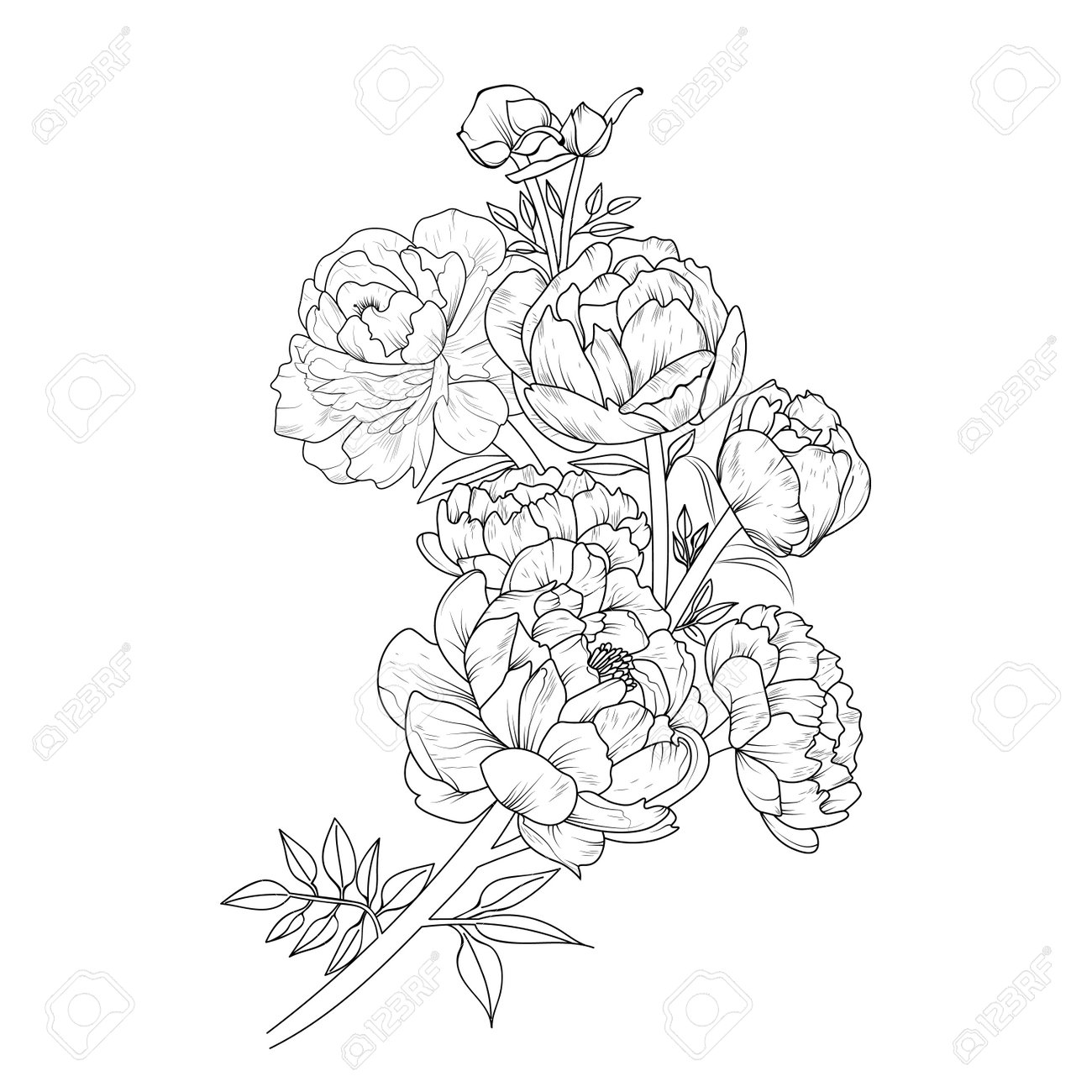 Peony flower coloring book hand drawn botanical spring elements bouquet of peony flower line art coloring page vector sketch artistic simplicity doodle art easy yellow peony royalty free svg cliparts vectors and