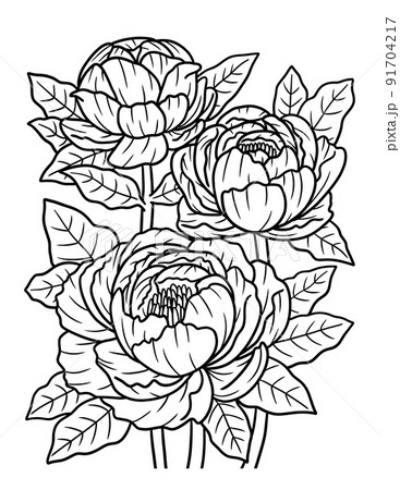 Peonies flower coloring page for adults