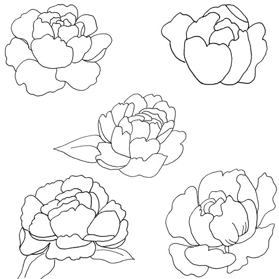 Peony patterns peony coloring pages