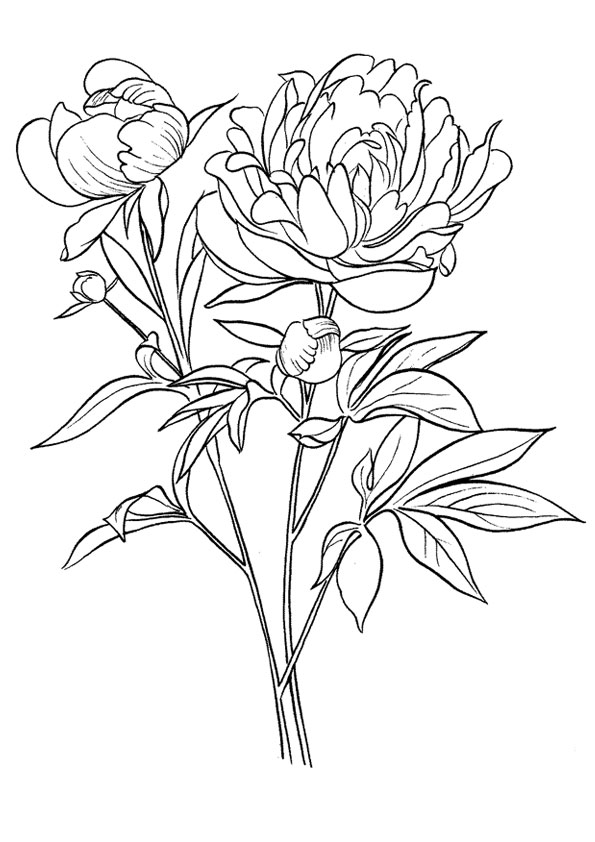 Coloring pages printable peony flower coloring pages