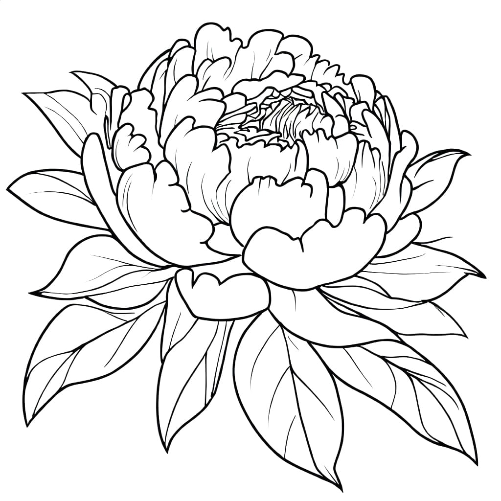 Peony flowers coloring page