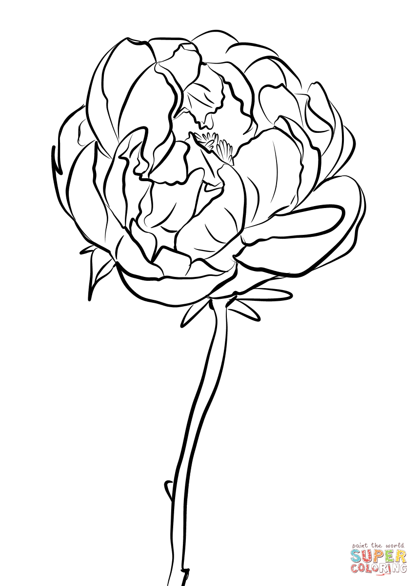 Peony coloring page from peony category select from printable crafts of cartoons nature animals bible and many mâ peony drawing coloring pages peonies