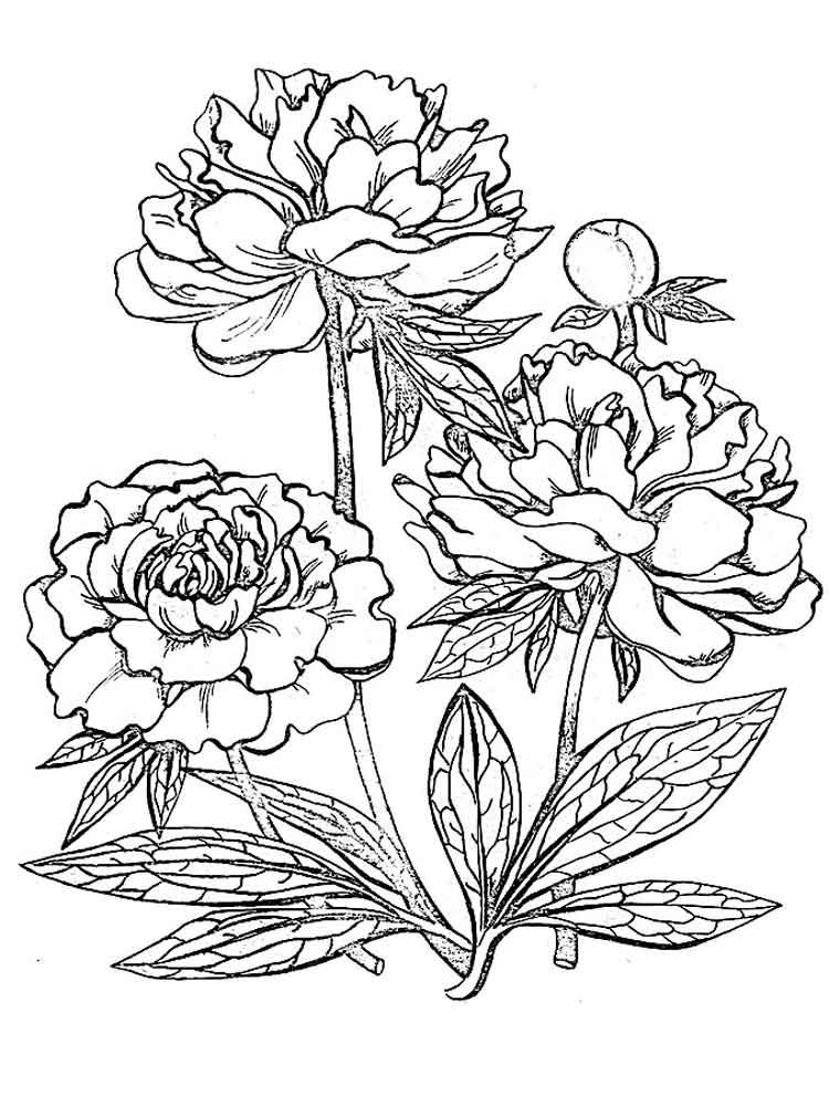 Peony flower coloring pages download and print peony flower coloring pages rose coloring pages flower drawing flower pattern design prints