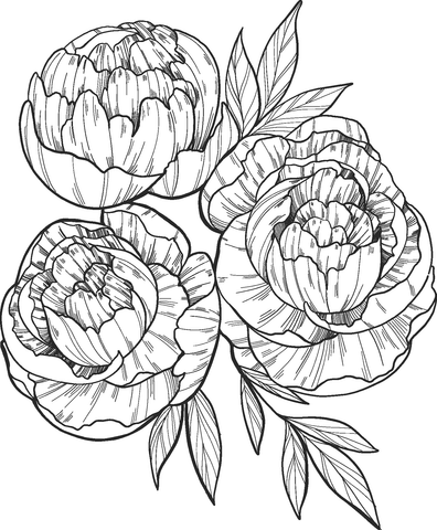 Peonies coloring page free printable coloring pages