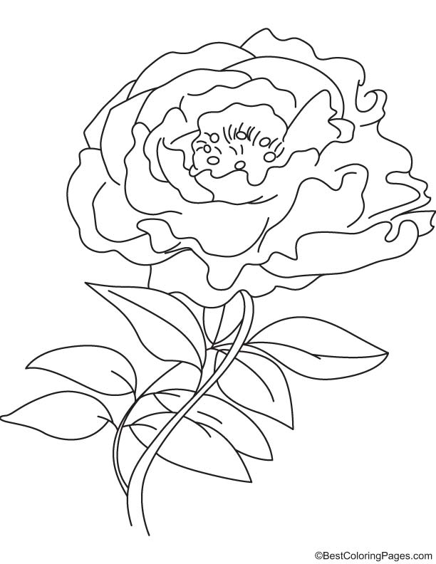 White peony coloring page download free white peony coloring page for kids best coloring pages