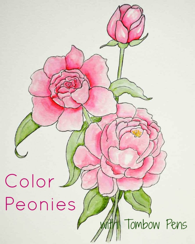 Coloring peonies with tombow dual brush pens