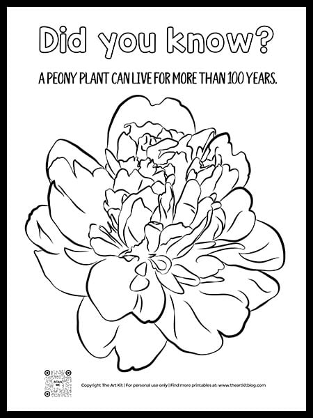 Free printable peony flower coloring page with fun fact â the art kit